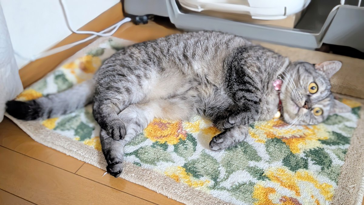 ねこさん⚡(ΦωΦ) (@catnap707) / Posts / X