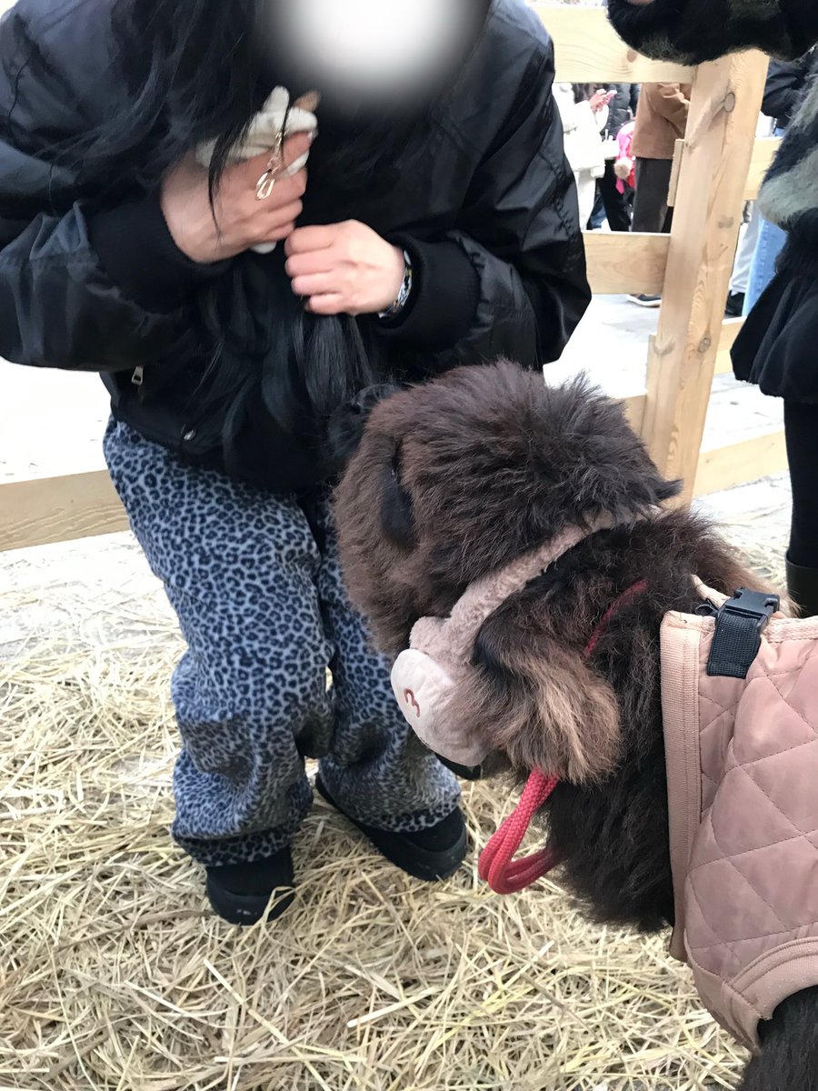 _boglebogle's tweet photo. 하이랜드 송아지 볼 때 꼬옥 머리를 묶어주세요..... 송아지가 머리카락을 먹어요.... 옷도 계속 물고 쫍쫍 거리니깐 소중한 옷은 입지말기👍그래도 귀여워... 영원히 쫍쭙거려🫠 https://t.co/lYUOX93dQj