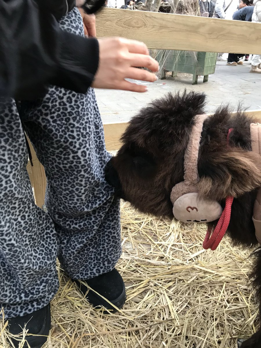 _boglebogle's tweet photo. 하이랜드 송아지 볼 때 꼬옥 머리를 묶어주세요..... 송아지가 머리카락을 먹어요.... 옷도 계속 물고 쫍쫍 거리니깐 소중한 옷은 입지말기👍그래도 귀여워... 영원히 쫍쭙거려🫠 https://t.co/lYUOX93dQj