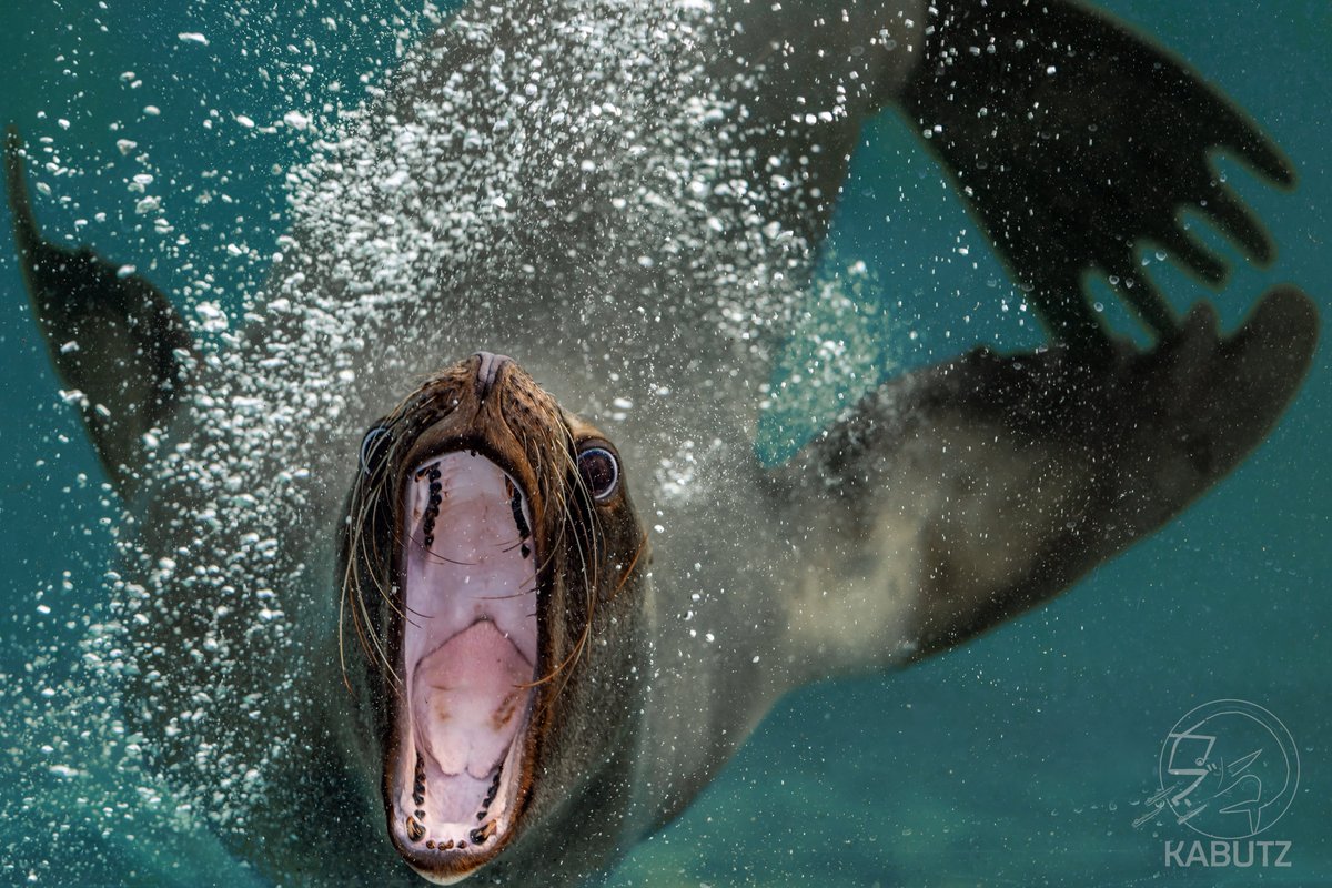 竹島水族館ってなんでこんなに楽しいんだろう？