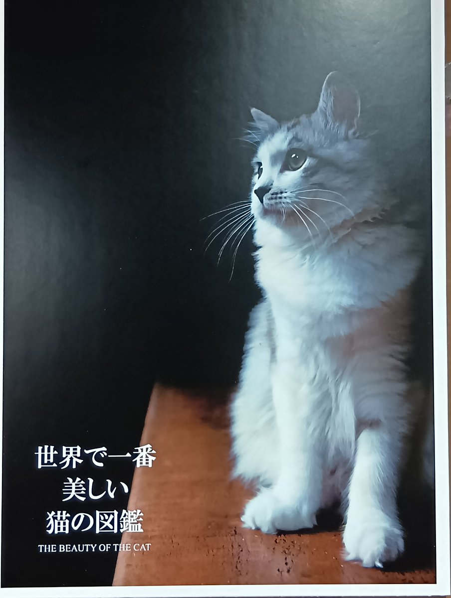 フランク・ペイトン「鏡よ、鏡、世界で一番美しいのは誰？」工芸画 複製印刷 猫 D フランク・ペイトン「鏡よ、鏡、世界で一番美しいのは誰？」工芸画 複製