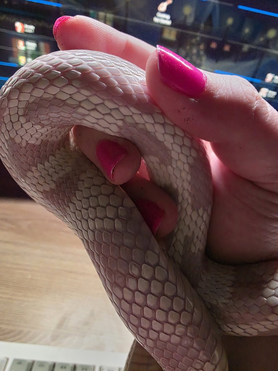 This snake of mine is sooooo pretty. Don't you agree?