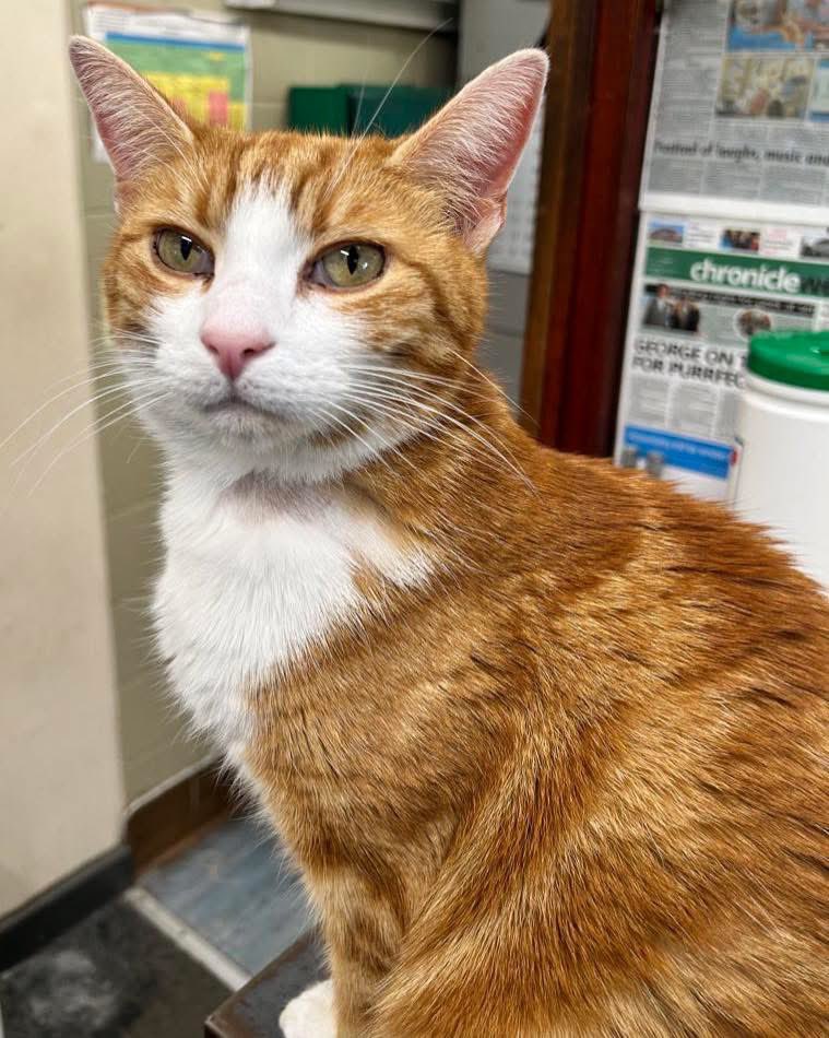 Good morning &amp; welcome to Roast Dinner Day

Good things come to those who believe, better things come to those who are patient, and the best things come to those who don't give up.

*3rd breakfast theory

#cats #cats #Cat #CatsOfTwitter