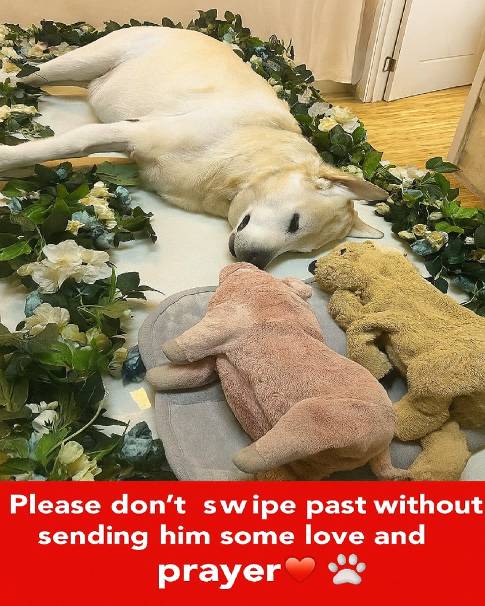 Dog Lovers tweet media