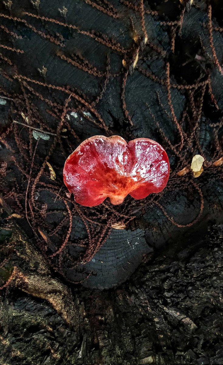 Throbbing
💓
#fungifriday #SaturdayVibes 
#MushroomMonday #Mushroom #photography #NatureIsMagic