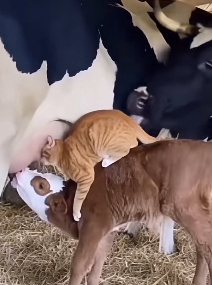 Street kids at rich men’s party in ntinda and najjera 😂😅