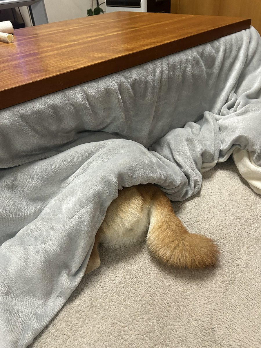 今日、ずーっとこたつの中。