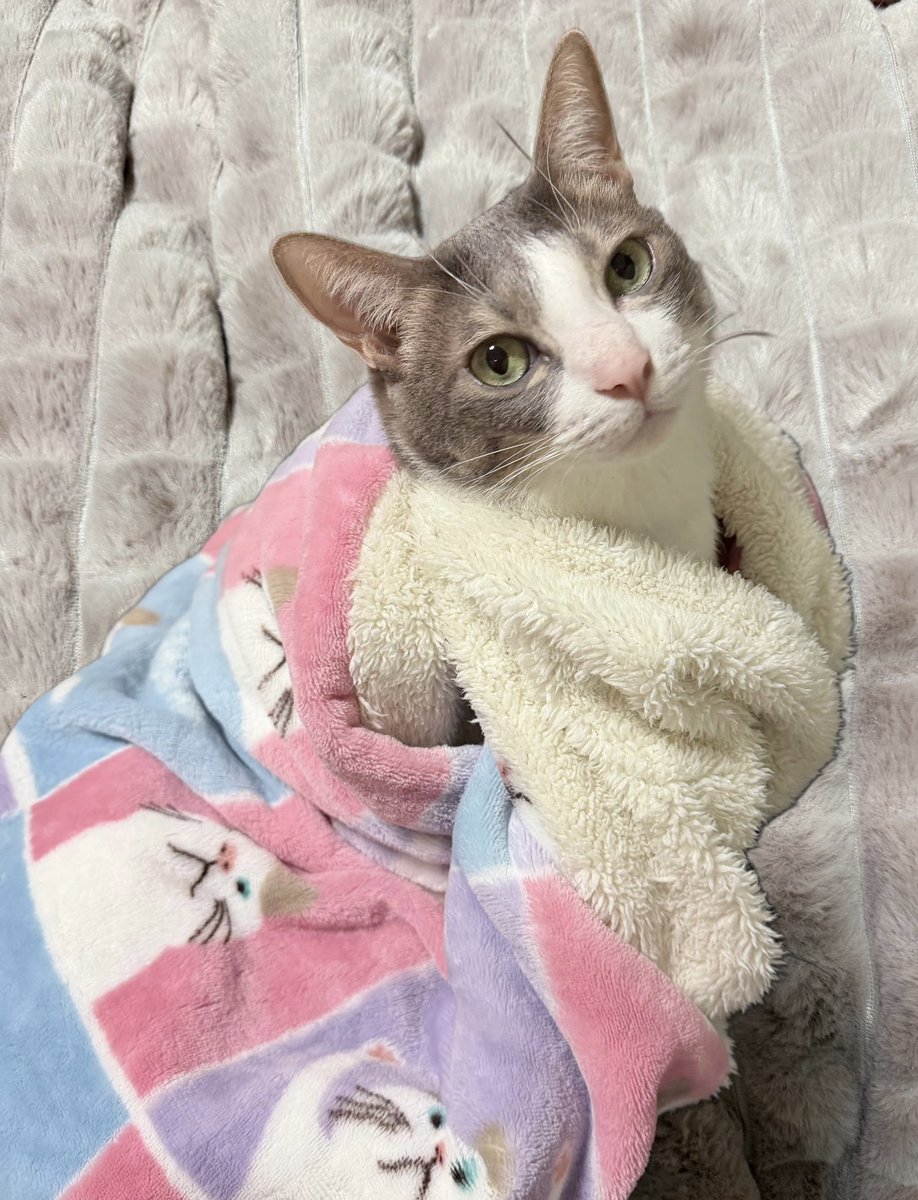 HiNo pixy＊ (@HiNo_pixy) / Posts / X