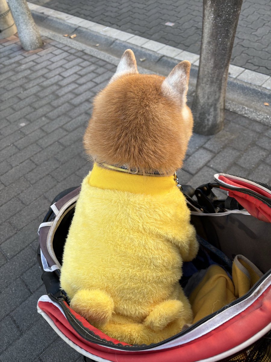 こんばんは🌇

昔お寺の住職に百箇日まではどんなに泣いてもいいですよ　でも過ぎたら次のステップに向かえるよう頑張りましょうね　と言われたことを思い出す🍀

もう過ぎたけど　いまだにあなたの名前を呼ぶ度に涙が出てくる🥹　
頑張らなくちゃ☺️