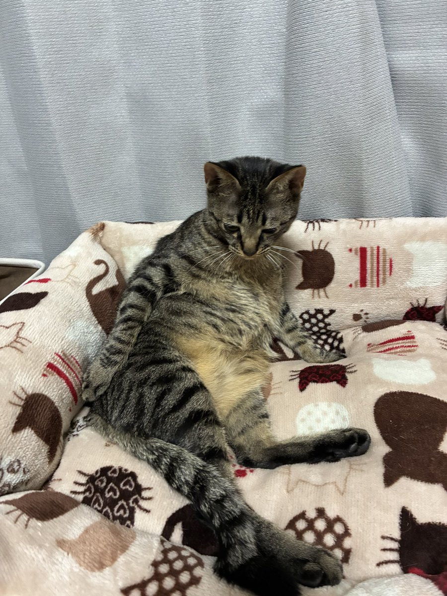 え？しっぽ？うごくの？

やないねん