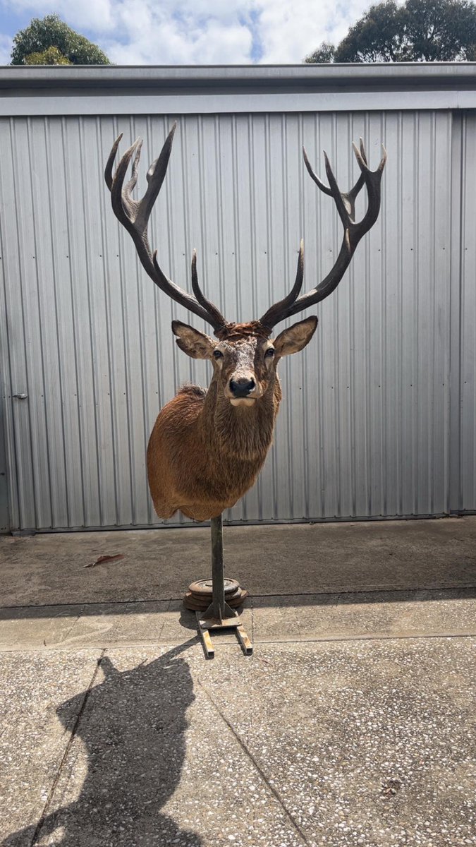 Huntingconnect's tweet image. Picked up my PB red stag from this years red roar !
