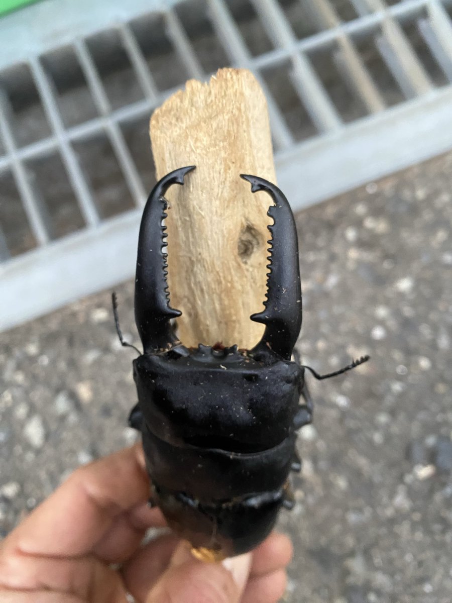 10年ぶり、ブリーダー‼️（INSECT☆STAR） (@10BuRi_Ten_n) / Posts / X