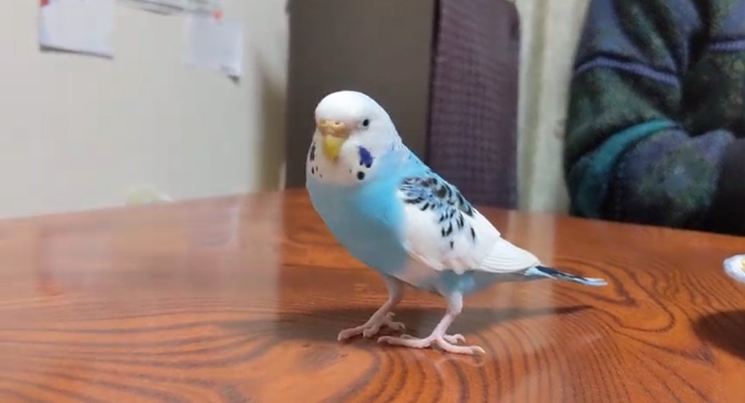 曽我農園@ 闇落ちとまと 越冬トマトは毎年5月から7月までの販売です tweet media