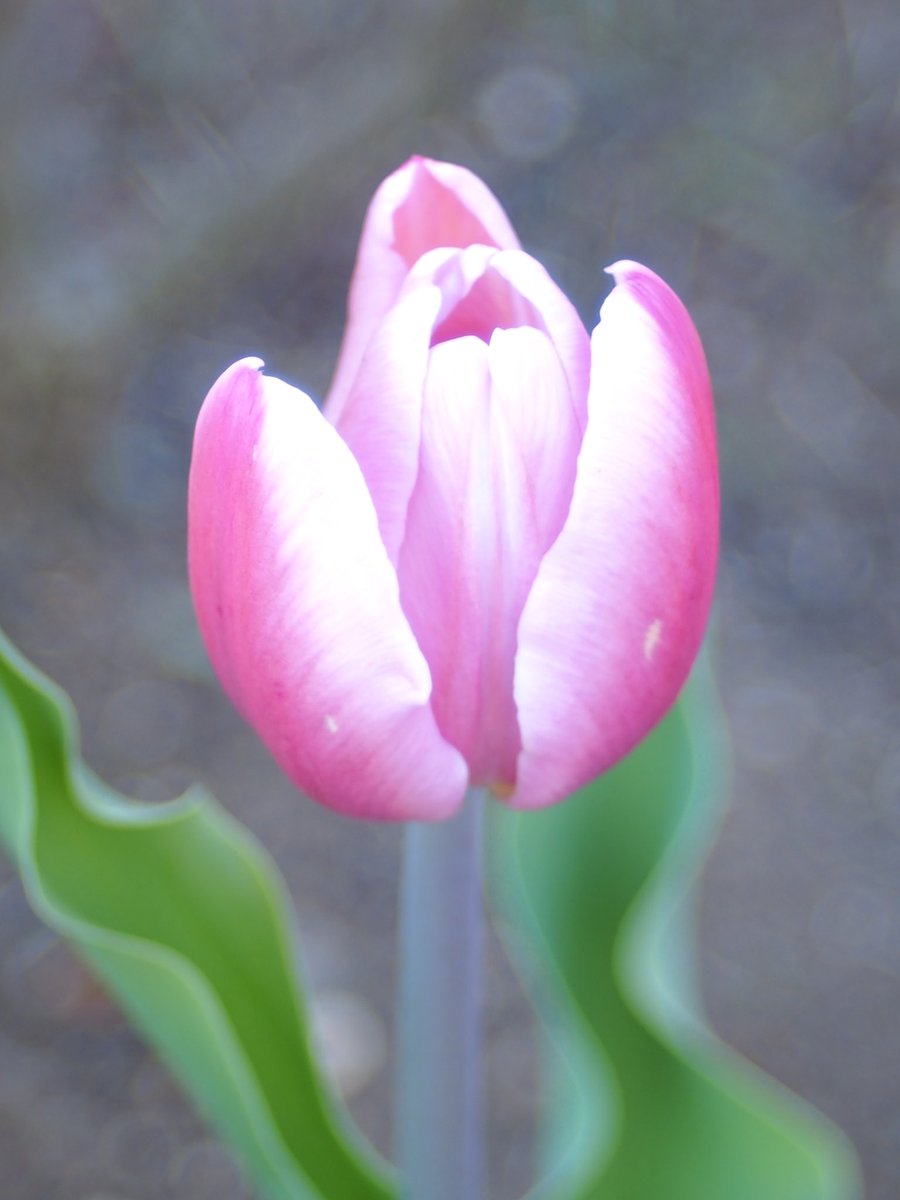 チューリップ様•*¨*•.¸♬︎ チューリップ】🌷