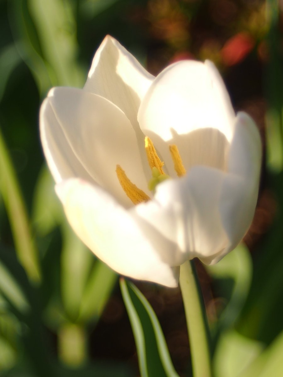 チューリップ】🌷