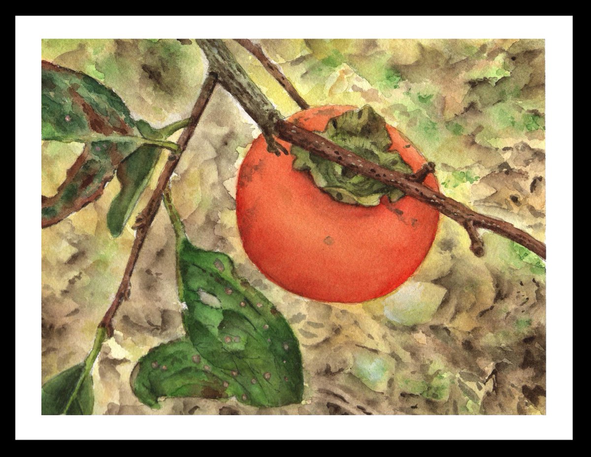 今年の秋に描いた水彩画② 「柿」 ◎画 材：シュミンケホラダム ◎用