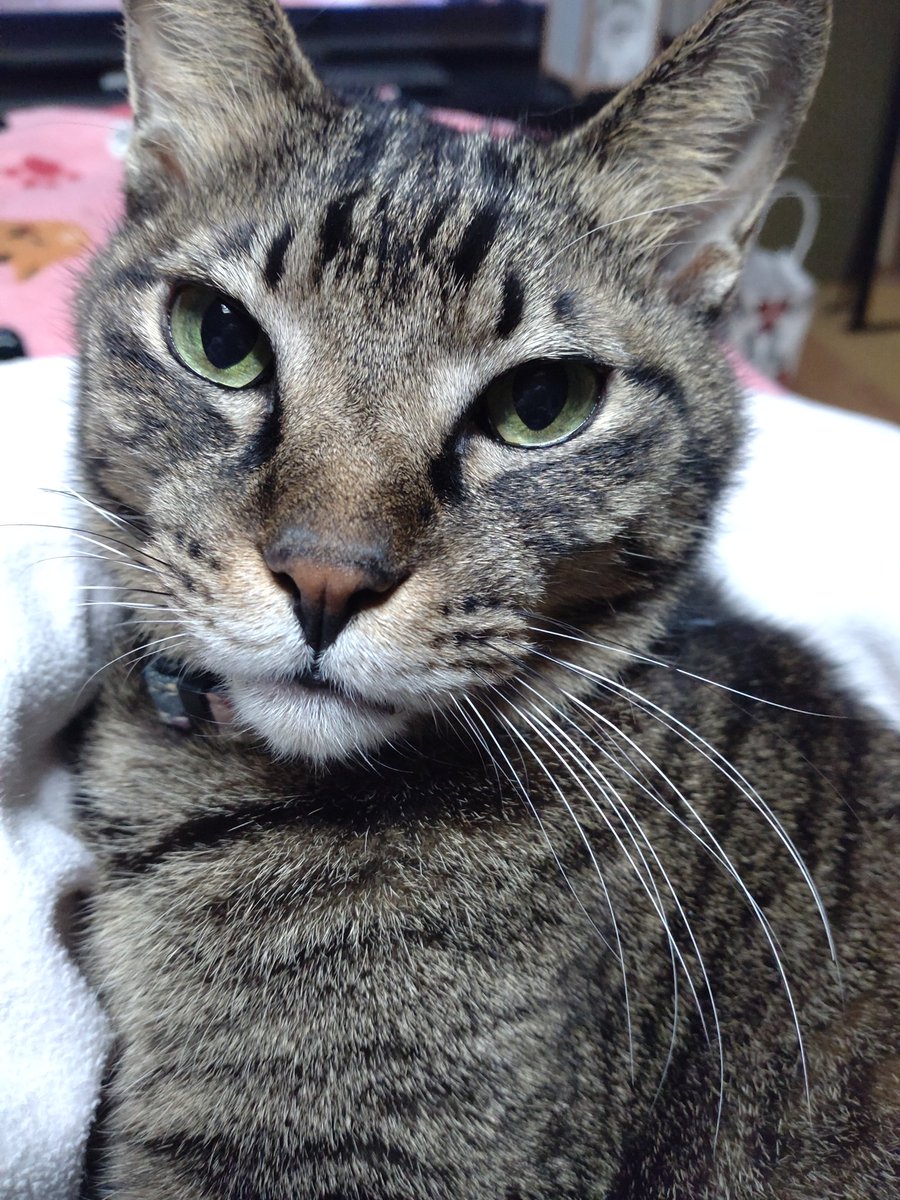 ΦωΦもみたんDeath🍀