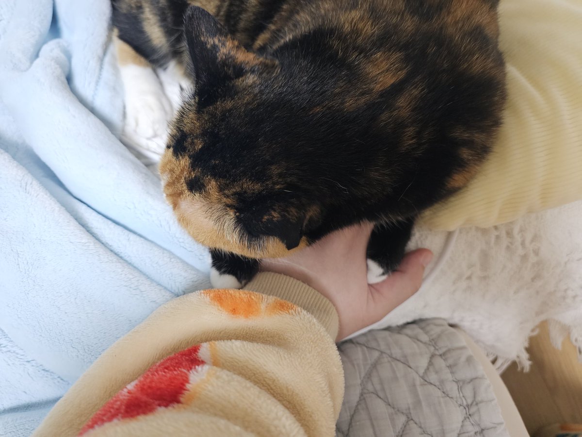 양손으로 꼭 쥐고계셔서 도망도 못 가고 꼼짝없이 베개 노릇 하는 중