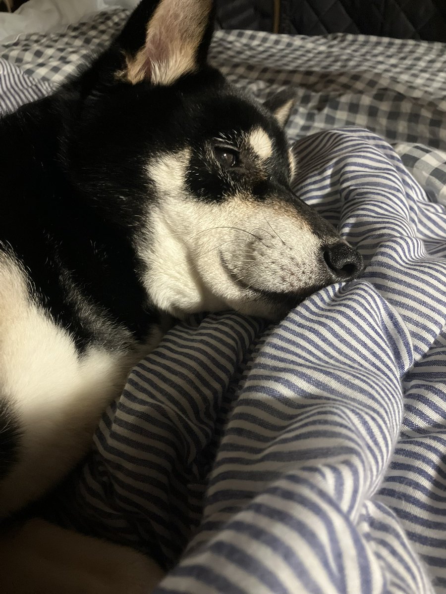 ○ -maru- (@MaruSteake) / Posts / X