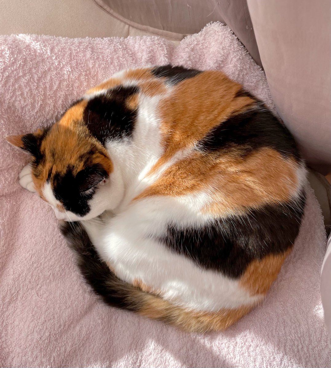 にゃんころもち (@sakura_nyancolo) / Posts / X