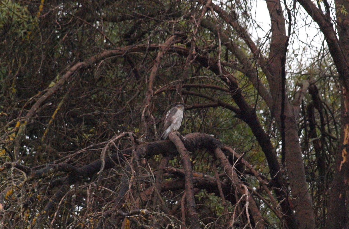 sobrino_antonio's tweet photo. Hace unos días tuve la suerte de encontrarme con lo que creo es un #Azor , seguro que #ArantzaLealRadio3 (lo confirmaría ó no).
En un bosque de ribera #RioBullaque junto a #Cabañeros la primera vez que me encontraba con este esquivo habitante del @BosqueHabitado https://t.co/YEo5lLImP3
