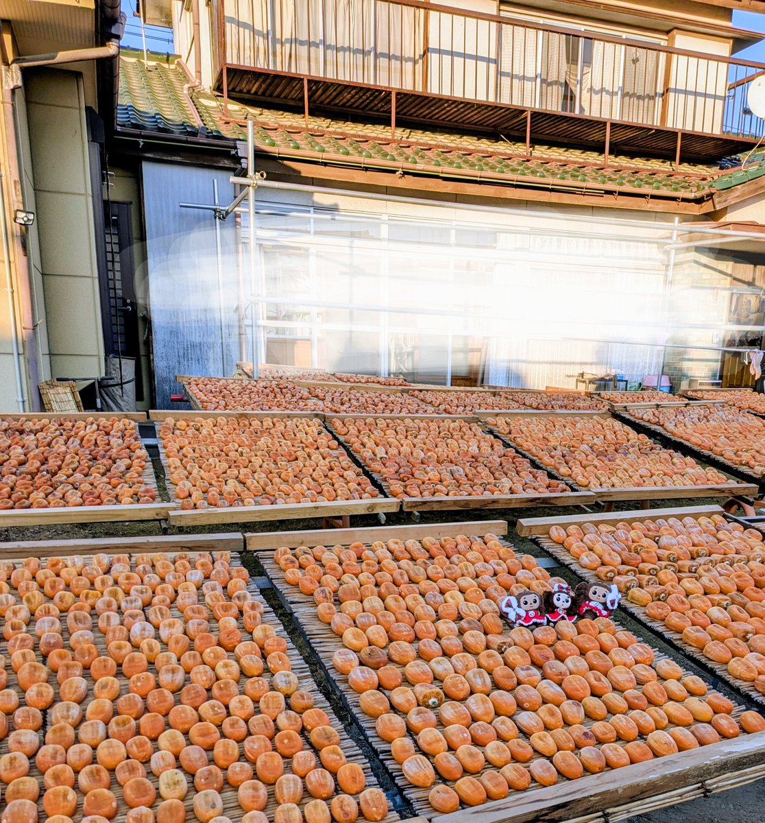 吊るして干してあった柿を
平干しにしているよ〜
もみ作業で水分がぬけて
これからもっと甘くなるのだ
#チェブラーシカ
#よぴ家の日常
#ころ柿
