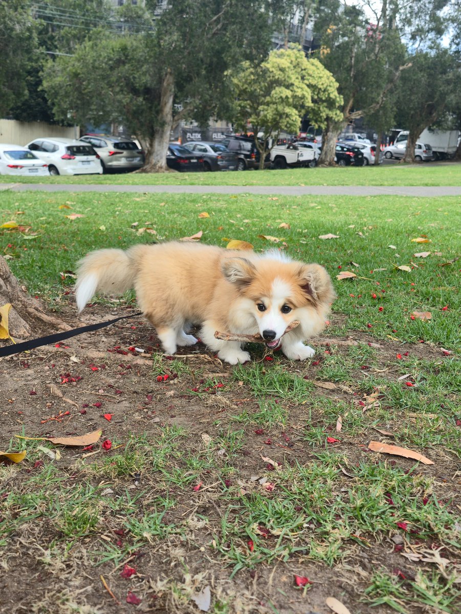 BigSunPress's tweet photo. And we're back! Following a hiatus from all platforms to hone the Press' creative focus for the coming year, work has now begun on Edition 2 of Farlander Magazine.

In the meantime, please meet your newest publishing assistant, Sunny. https://t.co/norJOEh67q
