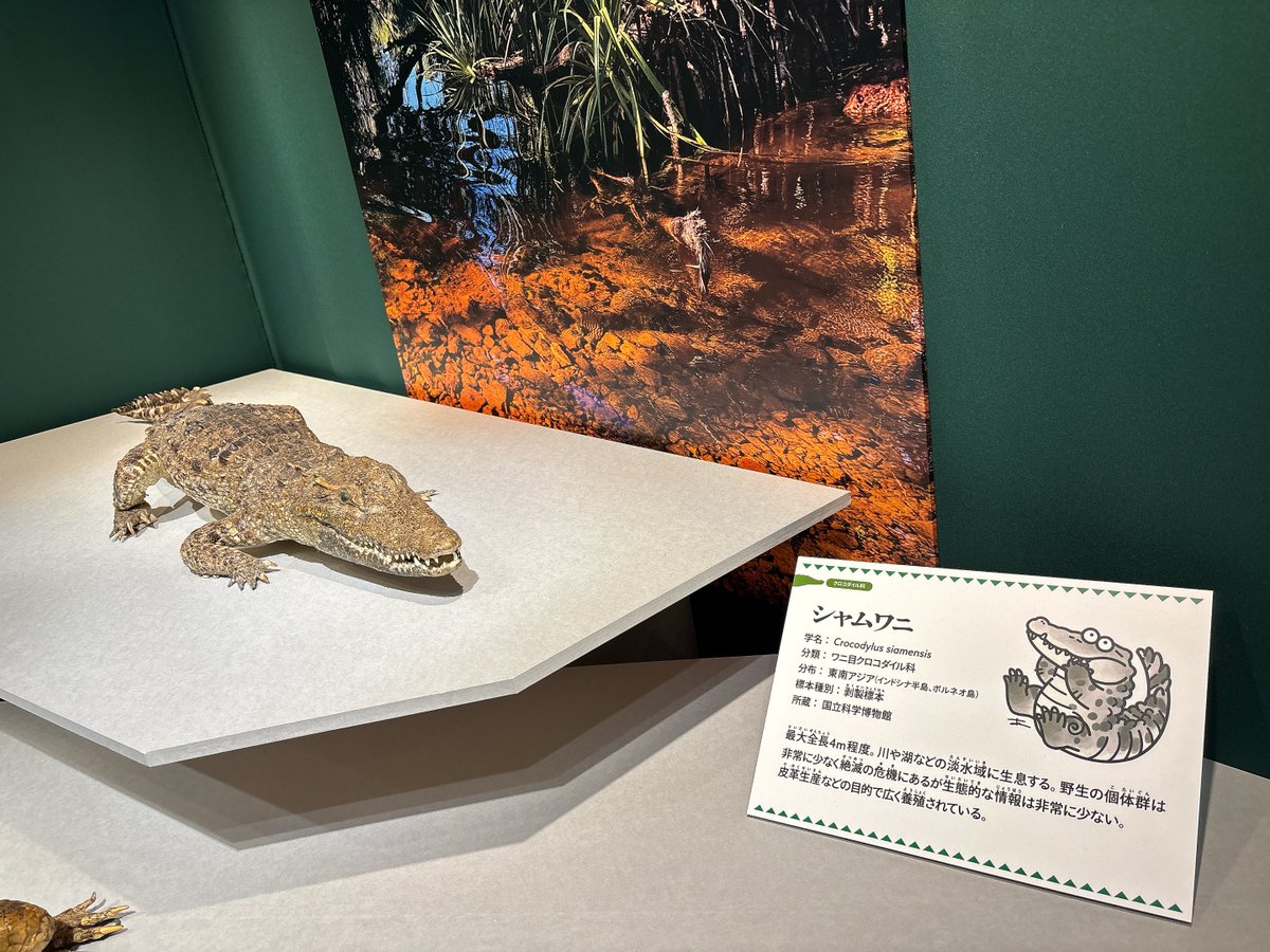 シャム様 シャムさん？！？！？！？！？！