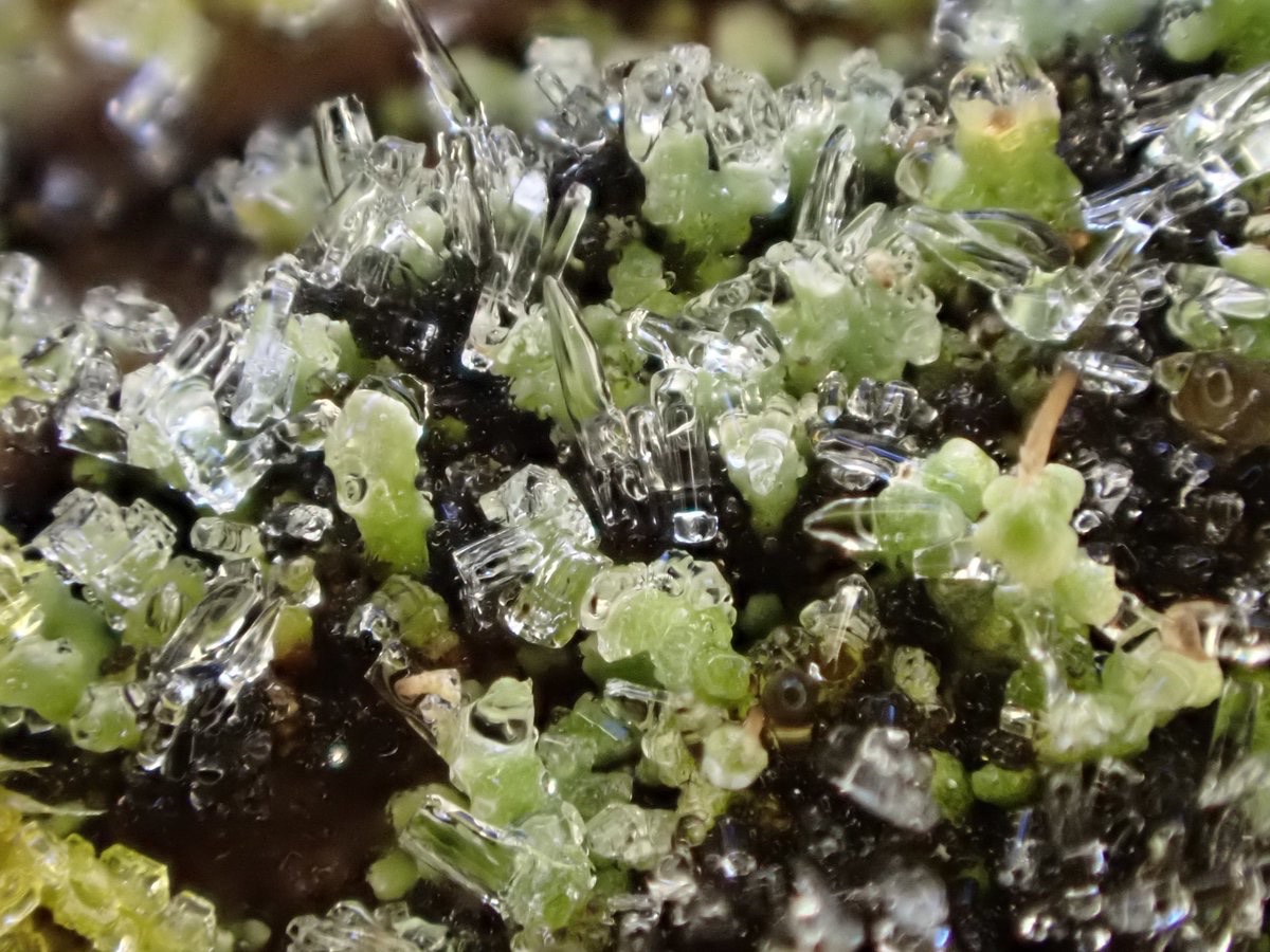 霜が降りた手すりのCladonia
屹立する子柄は凍らないけど、倒れた子柄は子器ごと氷漬け🧊

今のところ平野部では、川縁の橋だけ霜が降りる

寒すぎてホットカーペットをつけたと栃木の人に話したら、エアコンやストーブはつけないのかと驚かれた

中途半端に耐えられる寒さだから逆に家が寒いのかも🥶