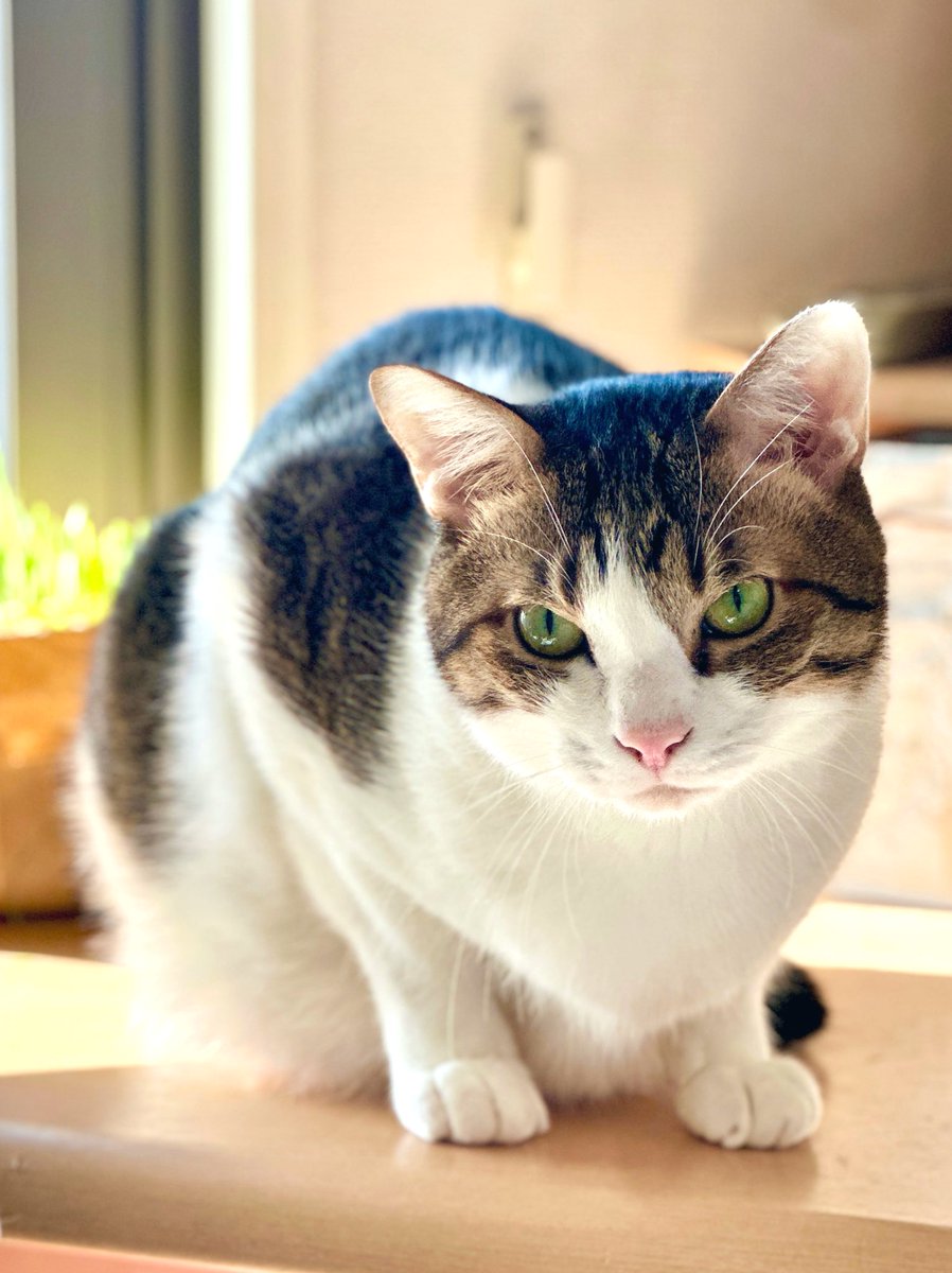 くろみつ・しらたま🐈保護猫兄妹 (@neko9682_4630) / Posts / X