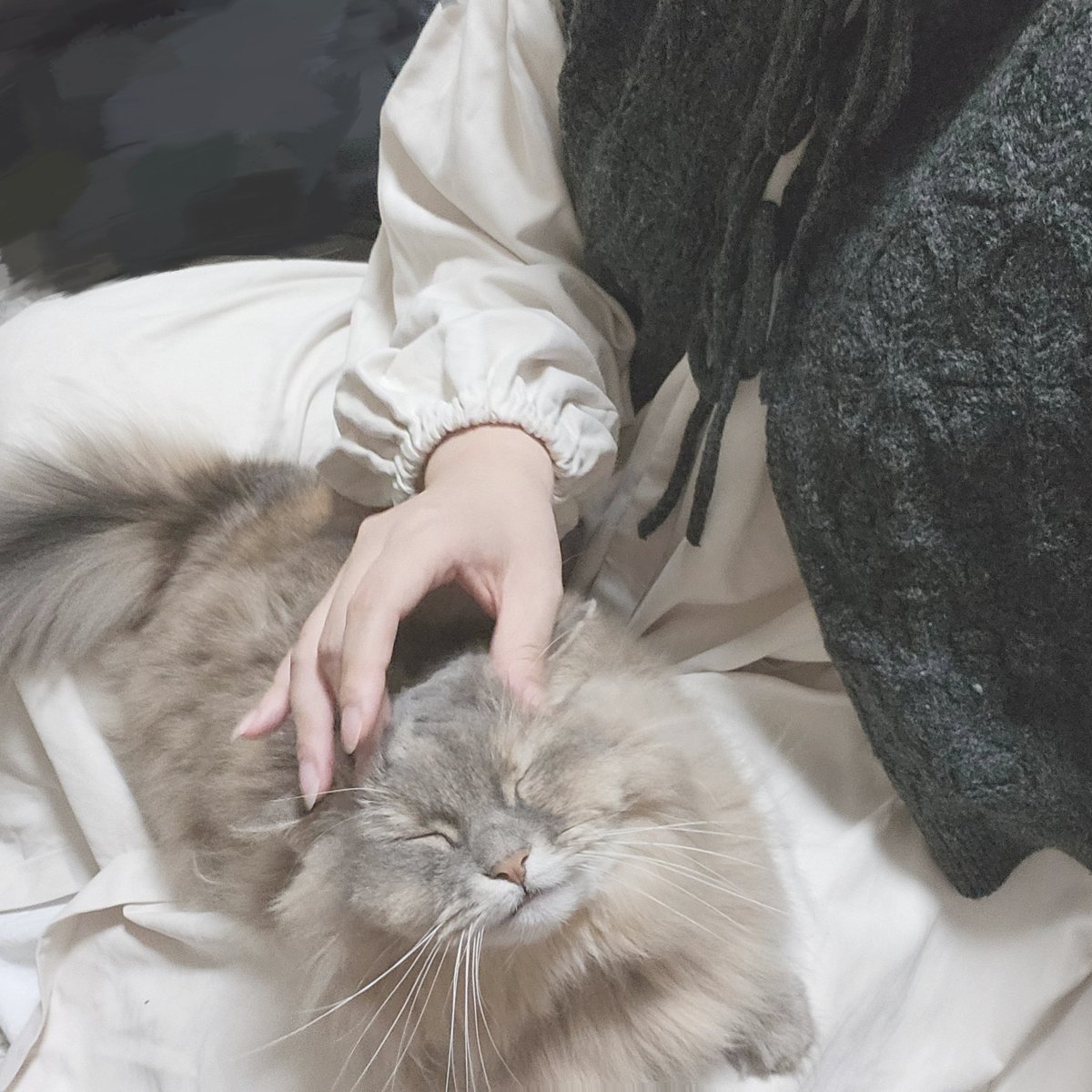 なでを享受してこの顔🥹