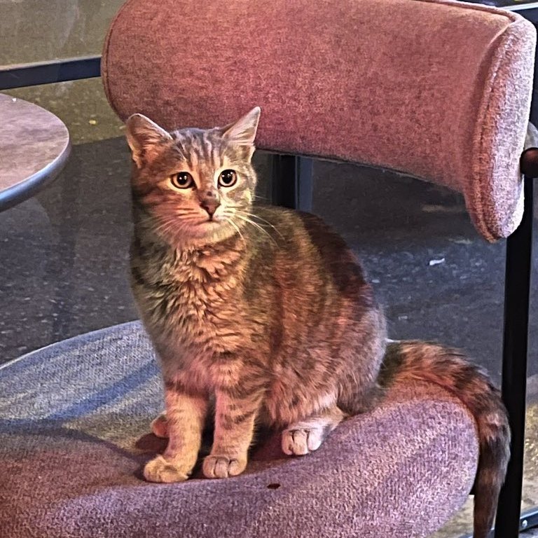 Eskişehir’de bir işletmenin kapısına asılan yazı:

"Kapıyı kapalı tutalım. Küçük gri kedinin çıkması yasaktır. Köpeklerden kaçamıyor."