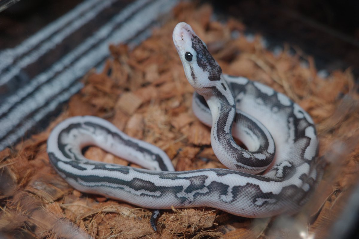 こだまり tweet media