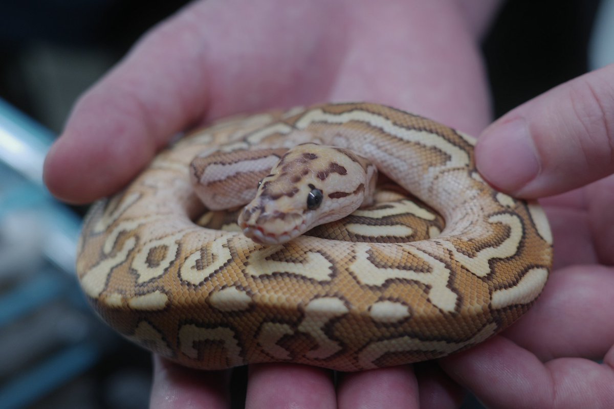 こだまり tweet media