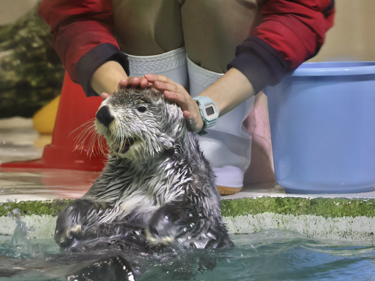 ラッコのキラちゃん