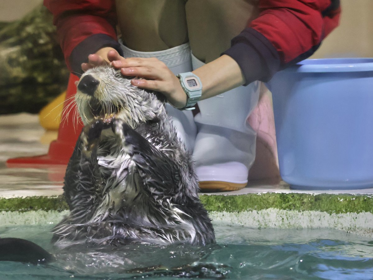 ラッコのキラちゃん