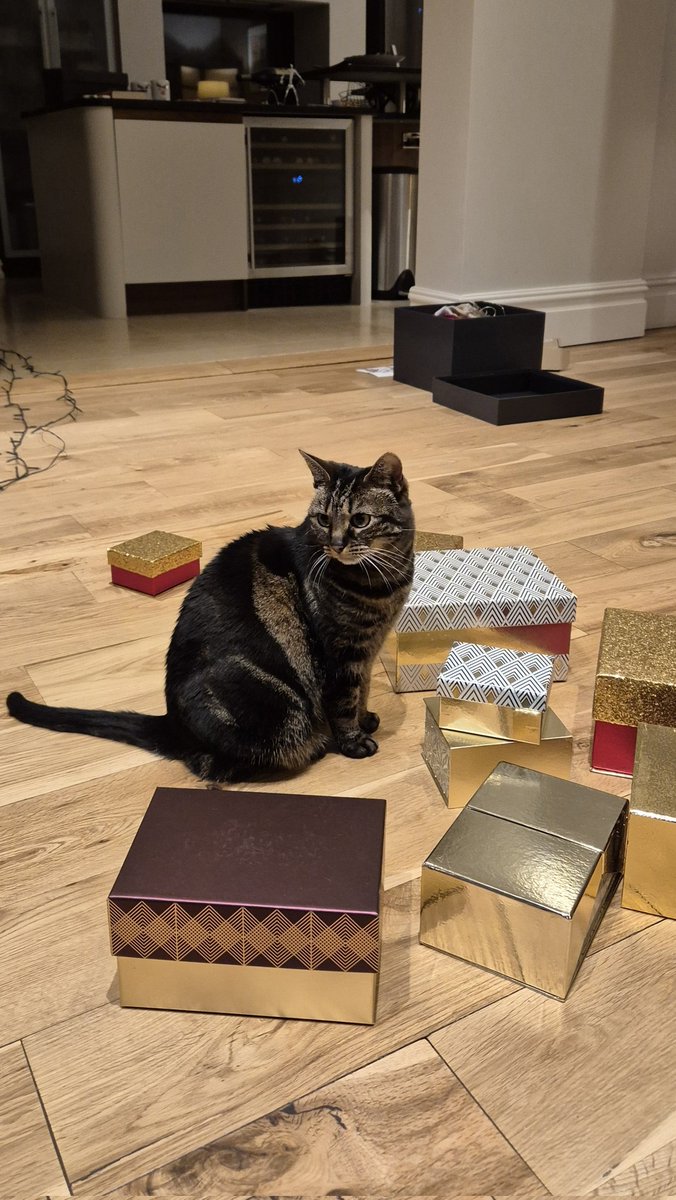 Happy #CatboxSunday!
Dolly is helping out with Christmas decorations 😻😹😻
#hedgewatchxmas