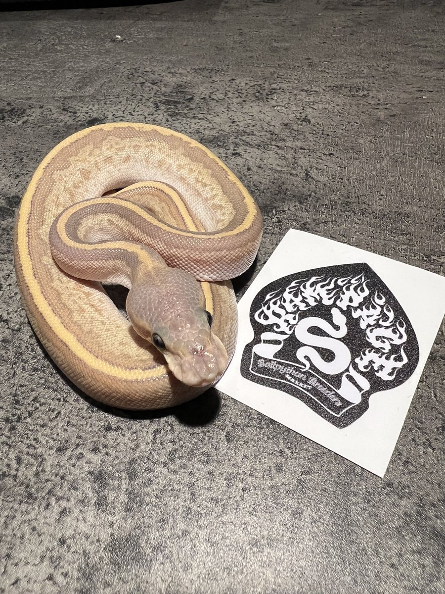 さしこ tweet media