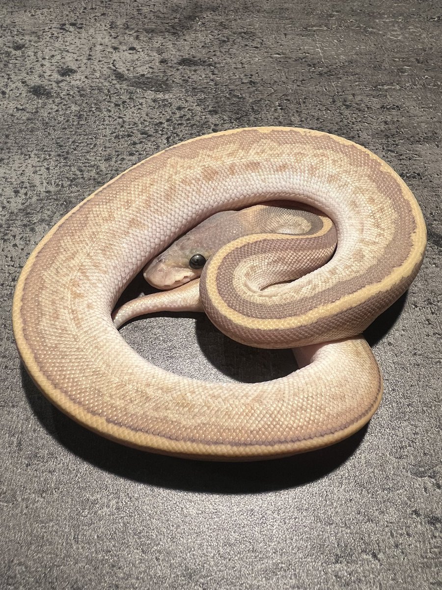 さしこ tweet media