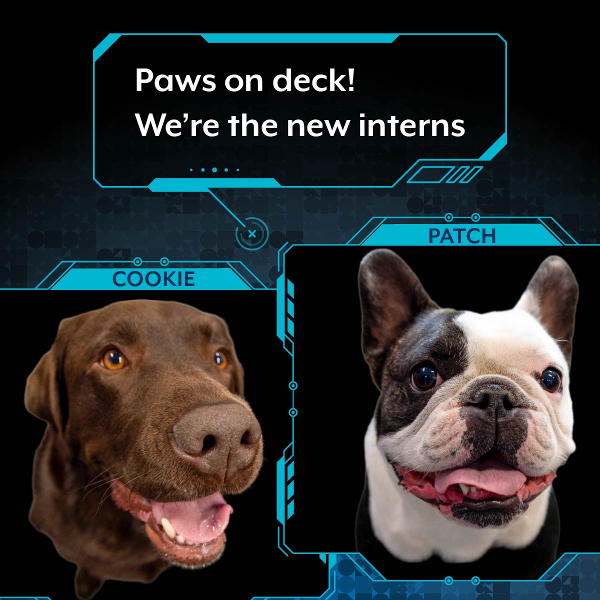 ASDGovAu's tweet photo. Meet our new interns, #CyberPups Patch and Cookie. 

Their resumes are a bit ruff but their enthusiasm is impeccable. Follow along as they learn about ASD and share cyber security tips! https://t.co/tP6mbF5V6m