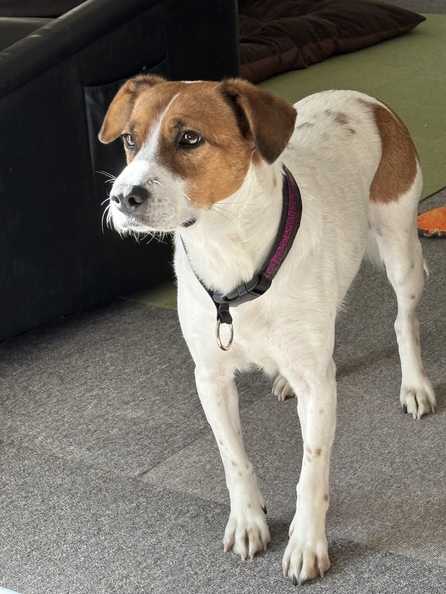 パーティちゃんダイエット成功⭐︎
きゅっと引き締まった健康体型になったよ

パーティ信子ちゃんは家族募集中
お問い合わせは↓
sakumonto.com
#里親募集 #雑種犬 #咲桃虎 #預かりボランティア