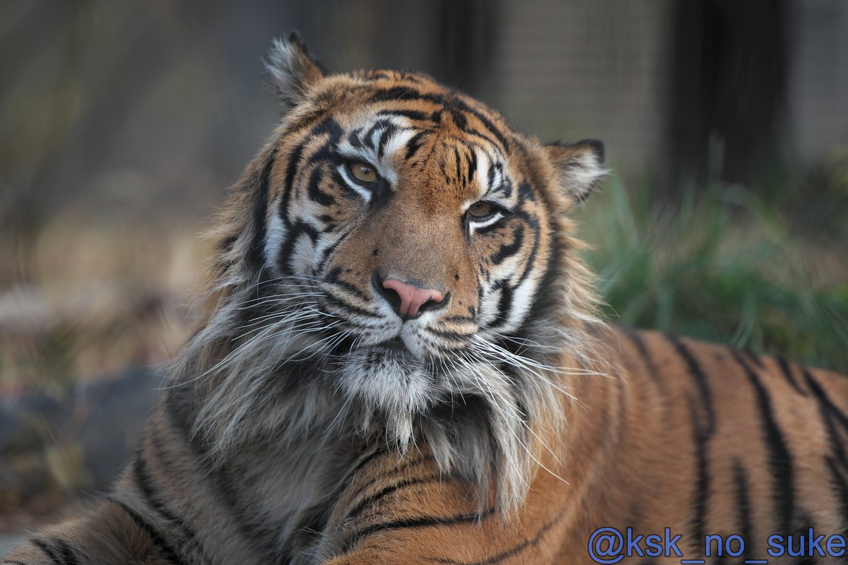 けーすけ (@ksk_no_suke) / Posts / X