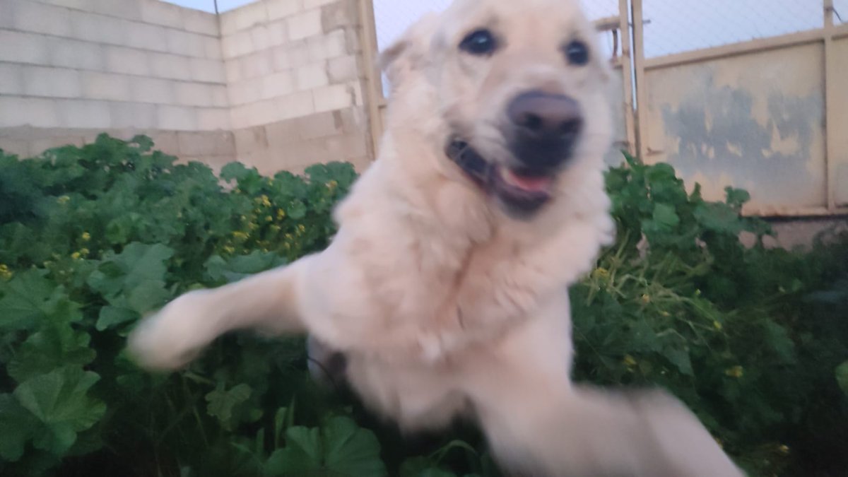 Ragnar el perro volador🤣🐾