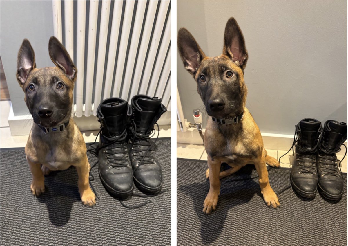 WY Police Dogs tweet media