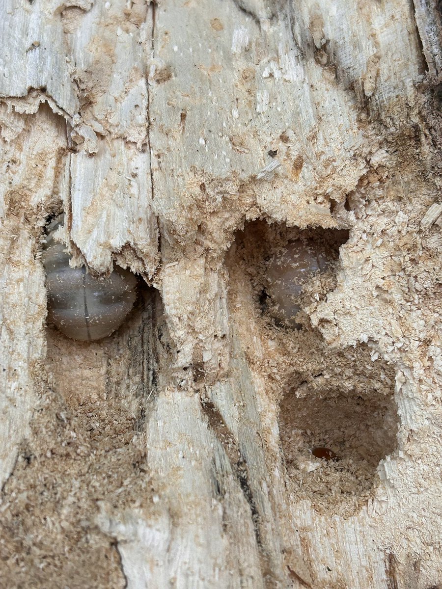 遂にメスの成虫すら出なくなったので
もうやる気スイッチオフです😉