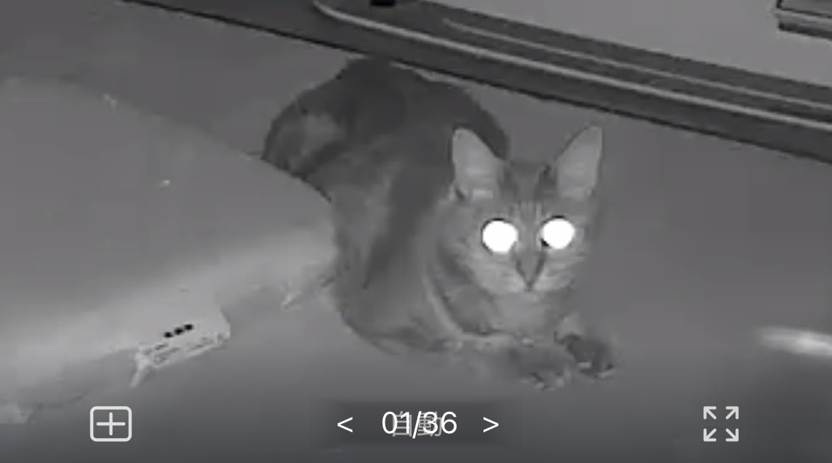 久しぶりの見守りカメラ👀&lt;ｶｯ‼︎