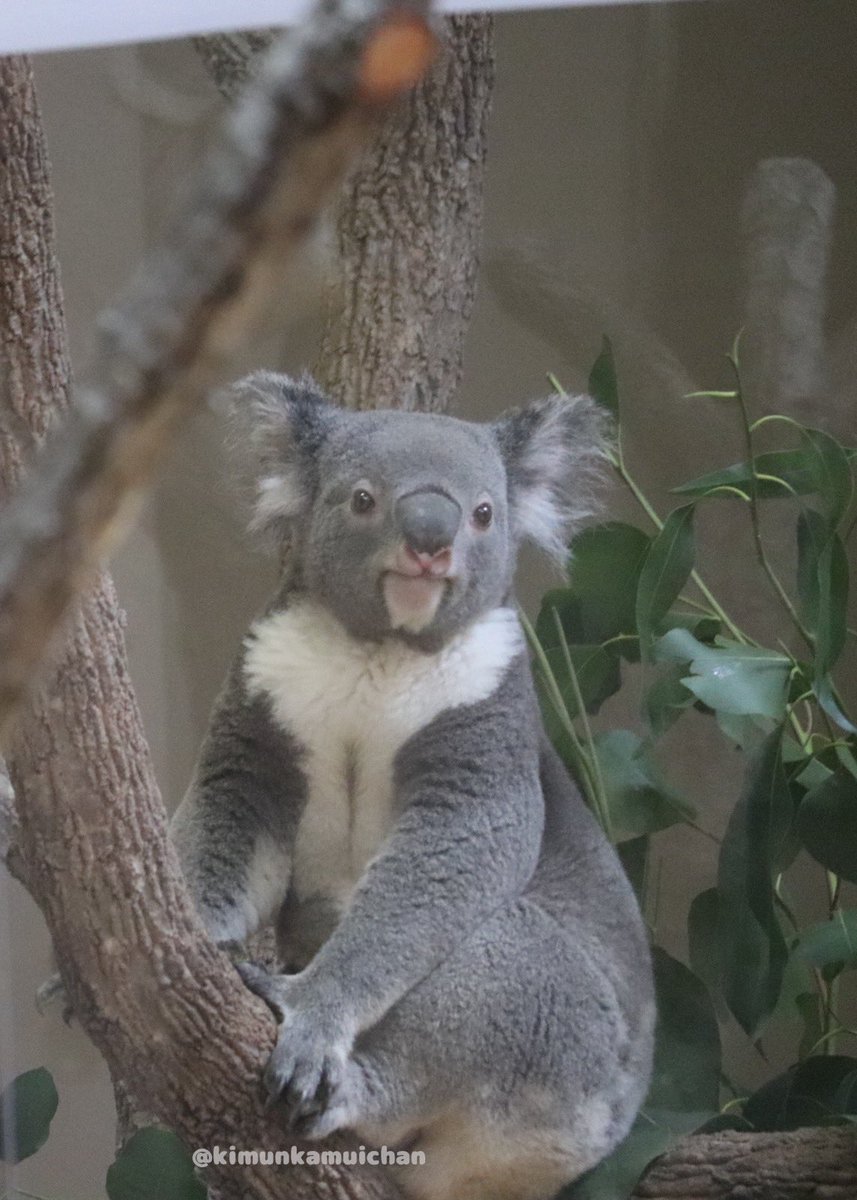 もにゃもにゃ🐨 2025.10 #もなか #東山動植物園 #コアラ
