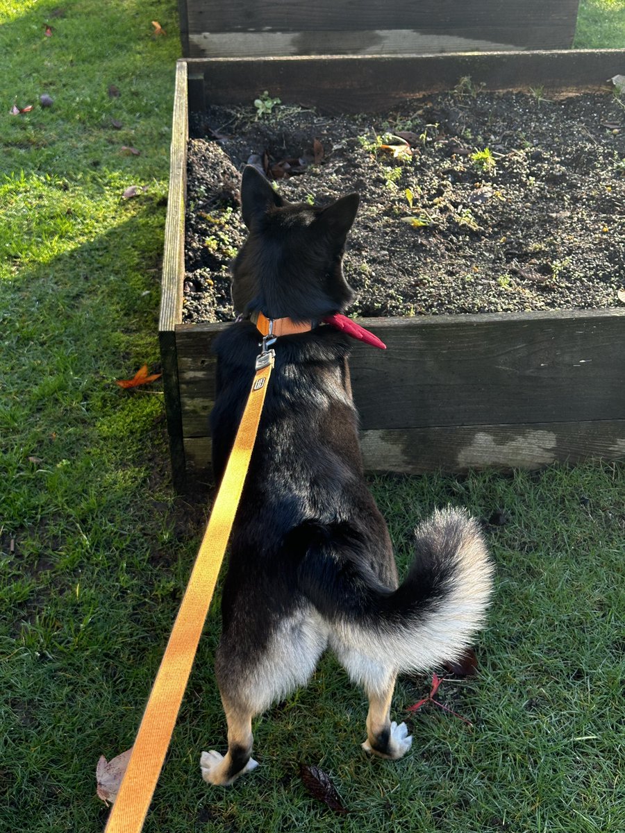 우리 강아지 아침 산책 옹동이