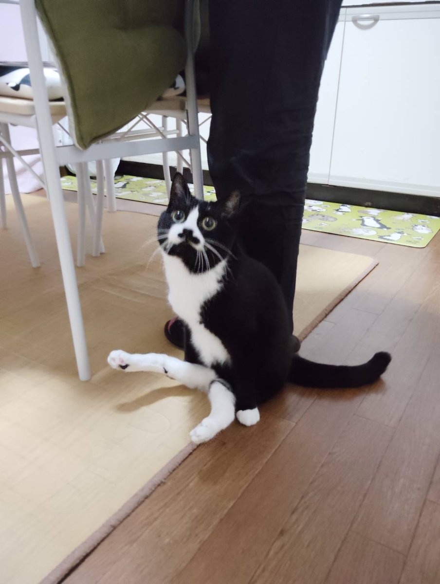 まめ♀(下半身麻痺の猫) (@jigzs8bsVVByZXY) / Posts / X