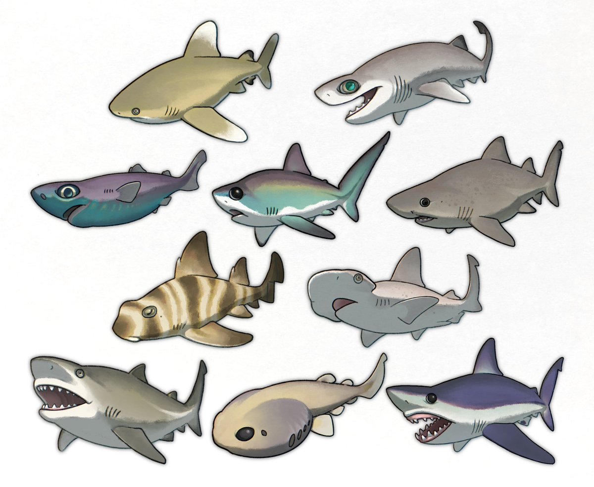 nao70shark1's tweet image. サメを描くのは一旦終わり！！